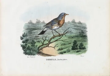 Kramsvogel, 1863-79